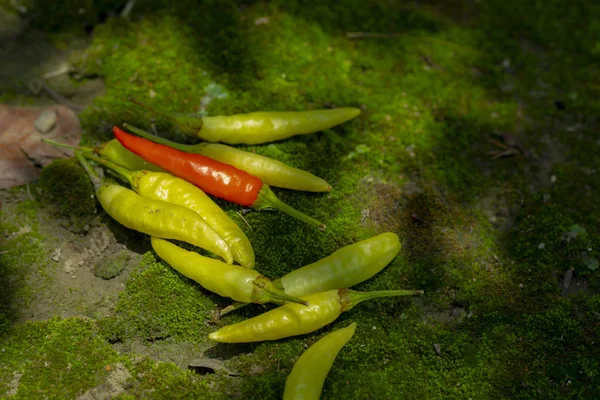 Xiaomi Picante También Conocido Como Pimienta Xiaomi Produce Yunnan China —  Fotos de Stock