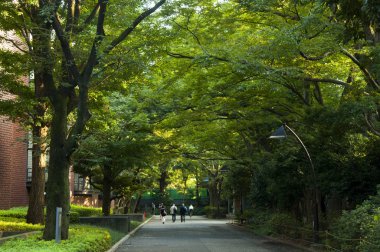 Tokyo, Japonya, Ueno Park, Tokyo Sanat Üniversitesi, Park Yolu yaz günbatımında