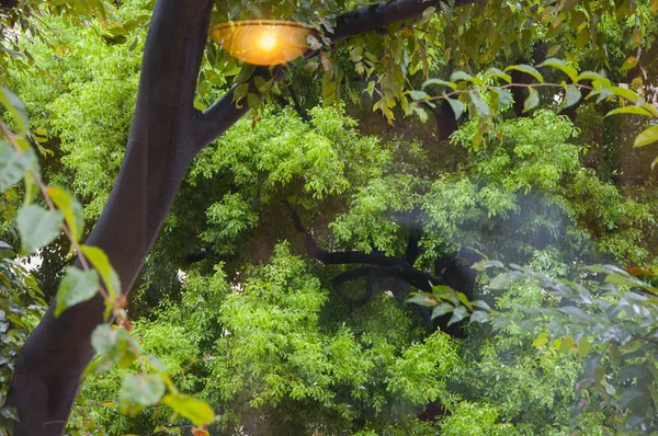 Shinjuku Tóquio Japão Casa Café Tranquila Plantas Verdes Fora Janela — Fotografia de Stock