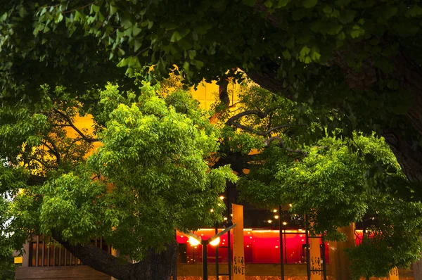 Tokyo Ueno Centre Culturel Bâtiments Grands Arbres Les Gens Marchent — Photo