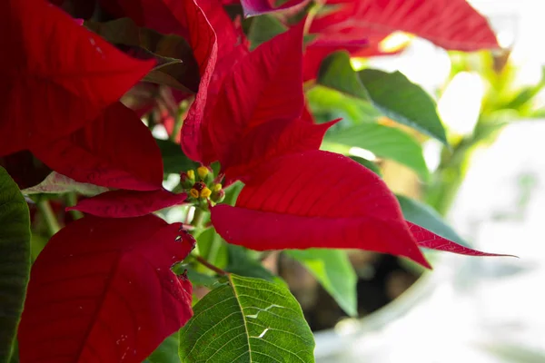 Natal Vermelho Vasos Flores Pela Janela Cores Brilhantes — Fotografia de Stock