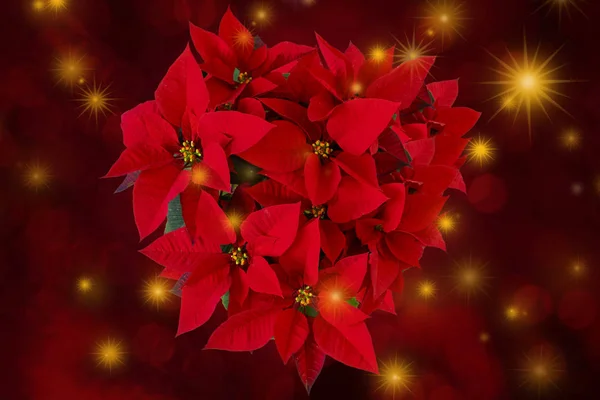 Christmas Greeting Card Christmas Red Design — ストック写真