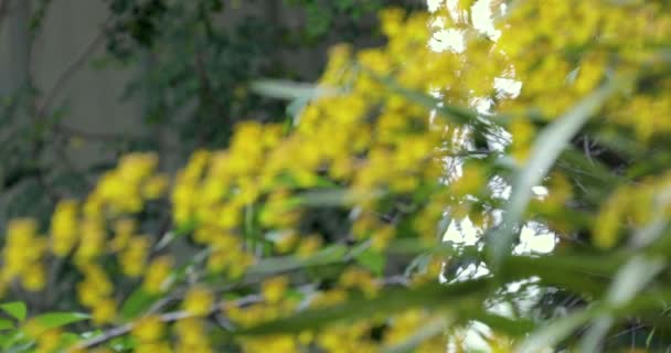 Velmi Roztomilé Květiny Jedinečnými Květy Oncidium Také Známý Jako Tančící — Stock video