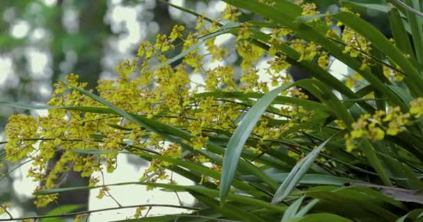 Милые Цветы Уникальными Цветками Oncidium Известен Танцующая Леди Орхидея — стоковое видео