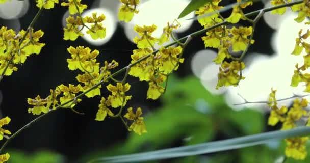 Flores Muito Fofas Com Flores Únicas Oncidium Também Conhecido Como — Vídeo de Stock