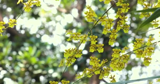 Flores Muito Fofas Com Flores Únicas Oncidium Também Conhecido Como — Vídeo de Stock