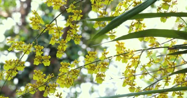 Velmi roztomilé květiny s jedinečnými květy, Oncidium je také známý jako Tančící Lady Orchideje