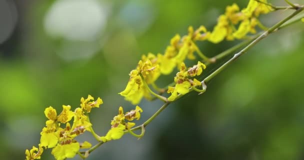 ユニークな花を持つ非常にかわいい花 Oncidiumはダンスレディオーケストラとしても知られています — ストック動画