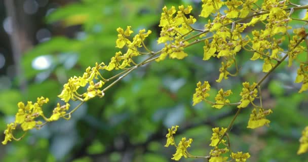 Eşsiz Çiçekli Çok Sevimli Çiçekler Oncidium Aynı Zamanda Dansçı Bayan — Stok video