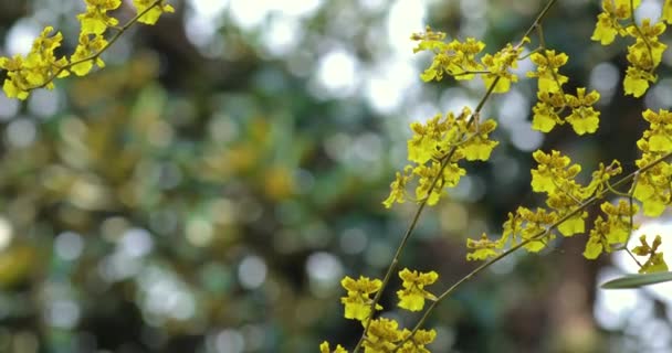 Милые Цветы Уникальными Цветками Oncidium Известен Танцующая Леди Орхидея — стоковое видео