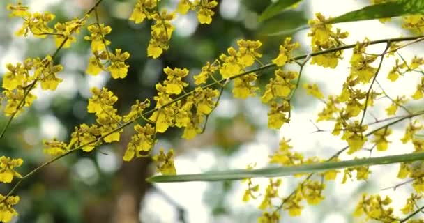 Eşsiz Çiçekli Çok Sevimli Çiçekler Oncidium Aynı Zamanda Dansçı Bayan — Stok video