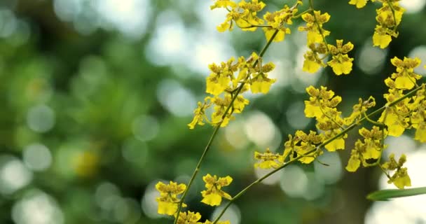 Eşsiz Çiçekli Çok Sevimli Çiçekler Oncidium Aynı Zamanda Dansçı Bayan — Stok video