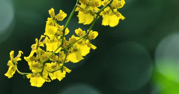 Velmi Roztomilé Květiny Jedinečnými Květy Oncidium Také Známý Jako Tančící — Stock video