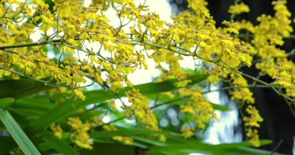 Милые Цветы Уникальными Цветками Oncidium Известен Танцующая Леди Орхидея — стоковое видео