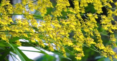 Eşsiz çiçekli çok sevimli çiçekler, Oncidium aynı zamanda Dansçı Bayan Orkideleri olarak da bilinir.