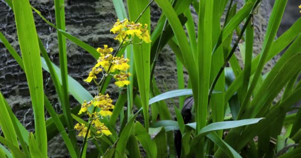 Velmi Roztomilé Květiny Jedinečnými Květy Oncidium Také Známý Jako Tančící — Stock video