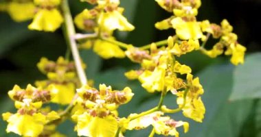 Eşsiz çiçekli çok sevimli çiçekler, Oncidium aynı zamanda Dansçı Bayan Orkideleri olarak da bilinir.