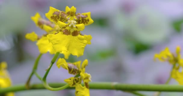 Velmi Roztomilé Květiny Jedinečnými Květy Oncidium Také Známý Jako Tančící — Stock video