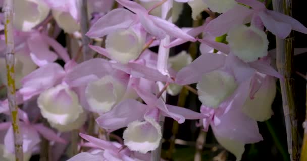 Orquídea Com Flor Padrão Único Floresce Como Uma Cachoeira Cowl — Vídeo de Stock