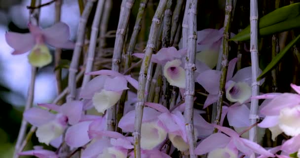 Eşsiz Çiçek Desenli Orkide Şelale Gibi Açar Cowl Carrying Dendrobium — Stok video