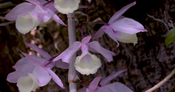 Orchidee Met Unieke Bloem Patroon Bloeit Als Een Waterval Cowl — Stockvideo