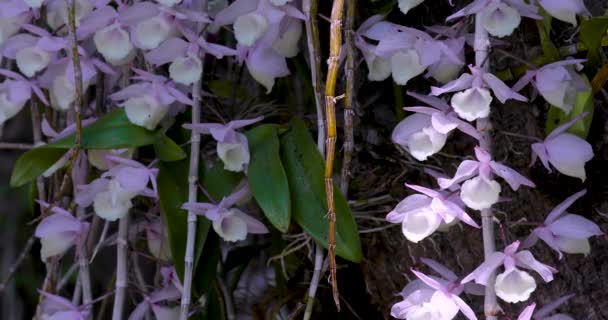 Orquídea Com Flor Padrão Único Floresce Como Uma Cachoeira Cowl — Vídeo de Stock