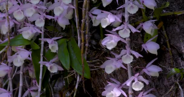 Eşsiz Çiçek Desenli Orkide Şelale Gibi Açar Cowl Carrying Dendrobium — Stok video