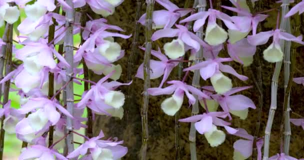 Orquídea Com Flor Padrão Único Floresce Como Uma Cachoeira Cowl — Vídeo de Stock