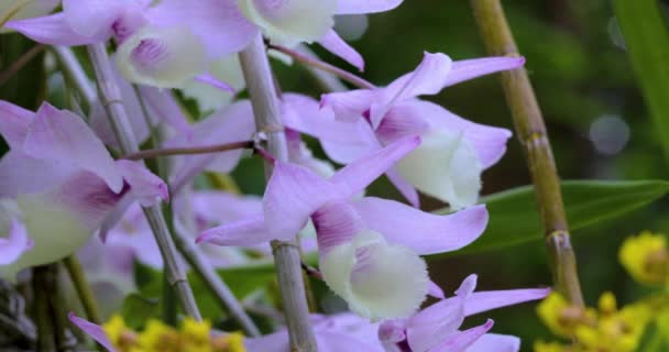 Orchidee Met Unieke Bloem Patroon Bloeit Als Een Waterval Cowl — Stockvideo