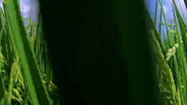 Güney Tayvan kırsalında, mavi gökyüzünün altında yeşil pirinç tarlaları ve beyaz bulutlar