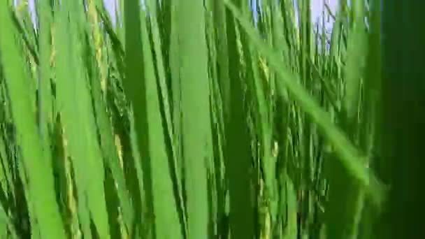 Rural Sur Taiwán Campos Arroz Verde Bajo Cielo Azul Nubes — Vídeos de Stock