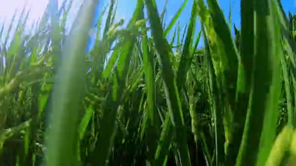 Rural Southern Taiwan Green Rice Fields Blue Sky White Clouds — Stock Video