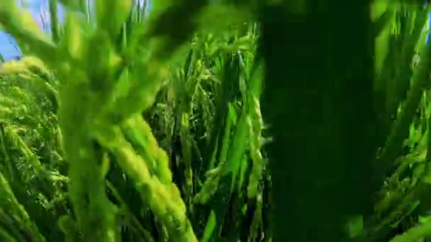 Rural Southern Taiwan Green Rice Fields Blue Sky White Clouds — Stock Video