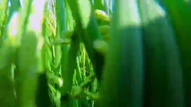 Rural Southern Taiwan Green Rice Fields Blue Sky White Clouds — Stock Video