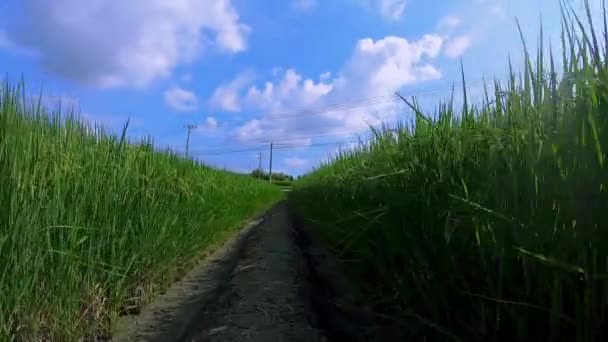 Півдні Тайваню Зелені Поля Рису Під Блакитним Небом Білими Хмарами — стокове відео