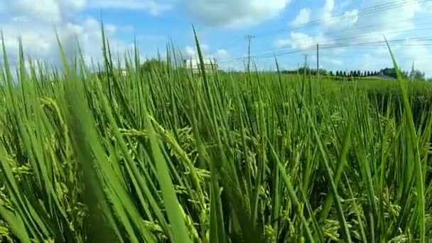 Güney Tayvan Kırsalında Mavi Gökyüzünün Altında Yeşil Pirinç Tarlaları Beyaz — Stok video