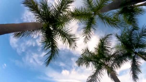 Elevation Shots Blue Sky White Clouds Towering Palm Trees — Stock Video