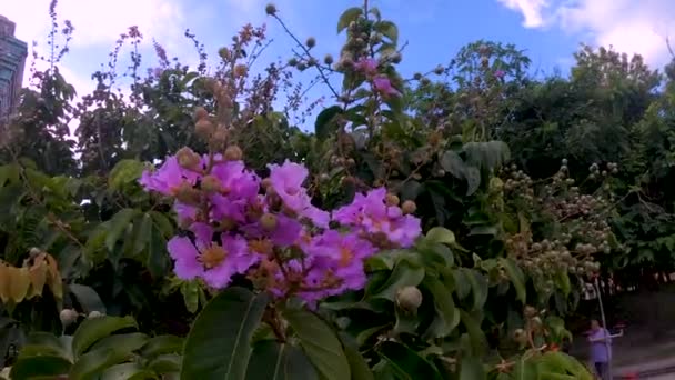 夏の公園にはラガーストロミアが咲いています — ストック動画