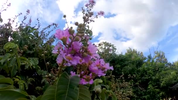 Lagerstroemie Bloeit Het Zomerpark — Stockvideo