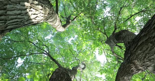 Patrząc Szczyty Cinnamomum Camphora Letnie Słońce Świeci Między Liśćmi — Wideo stockowe