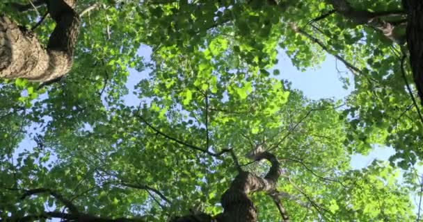 チナモムカンフォラの頂上を見上げると 夏の太陽が葉を通して輝いています — ストック動画