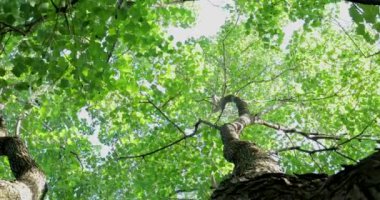 Tarçın Kafur 'un tepelerine baktığımızda yaz güneşi yaprakların arasından parlıyor.