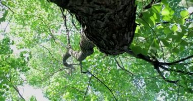 Tarçın Kafur 'un tepelerine baktığımızda yaz güneşi yaprakların arasından parlıyor.