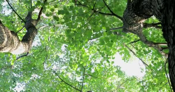 Looking Tops Cinnamomum Camphora Summer Sun Shines Leaves — Stock Video