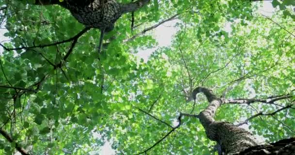 Looking Tops Cinnamomum Camphora Summer Sun Shines Leaves — Stock Video