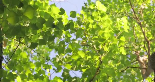 Olhando Para Topos Cinnamomum Canphora Sol Verão Brilha Através Das — Vídeo de Stock