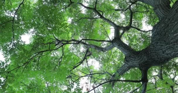 Looking Tops Cinnamomum Camphora Summer Sun Shines Leaves — Stock Video