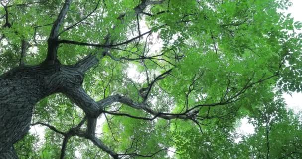 Blickt Man Auf Die Gipfel Von Cinnamomum Camphora Scheint Die — Stockvideo