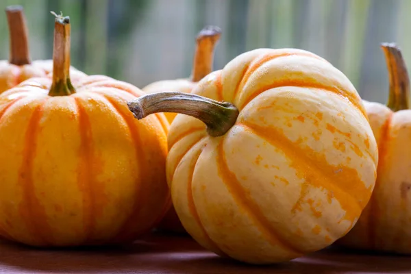 Fresh Small Pumpkins Dining Table — Stock Photo, Image