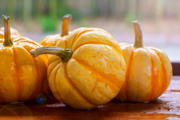 Pequeñas Calabazas Frescas Mesa Comedor —  Fotos de Stock